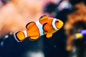 俄罗斯英超联赛积分榜，一场激情与竞争的盛宴俄罗斯英超联赛积分榜